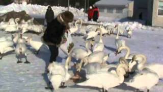 Лебеди на Штромке зимой 2011, Галина Гроссманн