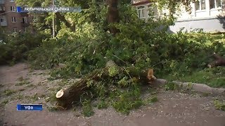 В Уфе продолжают вырубать деревья