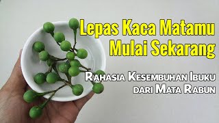 SEGERA TANAM SAYUR INI LALU TUKAR DENGAN KACAMATA ANDA, ANDA AKAN BERUNTUNG SELAMANYA