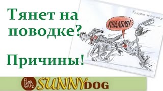 пес тянет поводок причины Собака сильно тянет на прогулке почему