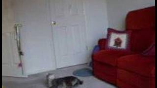Harley, the bouncing capoeira cat