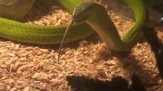 Как кормят змей. Жесть! Как ест змея ?how to feed the snakes
