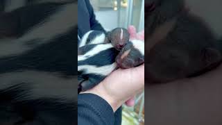4 Baby Skunks Cincinnati Zoo #shorts