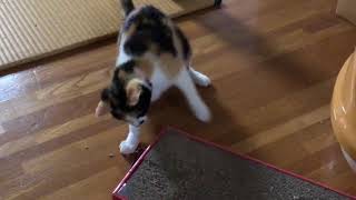 【家ネコ修行中】ご機嫌なコミケちゃん。元気に飛び回って遊びます。