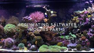Acclimating Saltwater Mollies Part 3