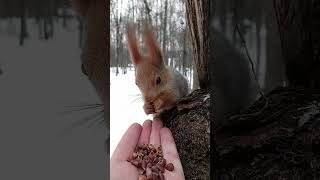 Кормлю молодую белку / Feeding a young squirrel