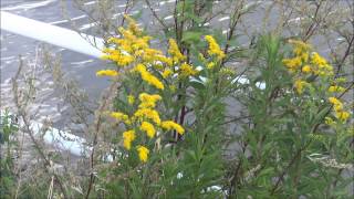 Giant Goldenrod (Solidago gigantea) - 2013-08-13