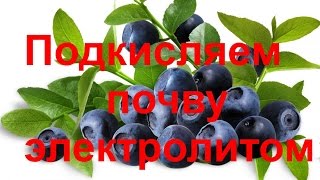 Подкисление голубики электролитом