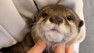 ついにかくれんぼができた結果、見失いソワソワし始めたカワウソ Otter who could play hide-and-seek