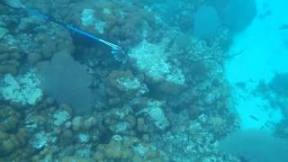 How to spear a Lionfish