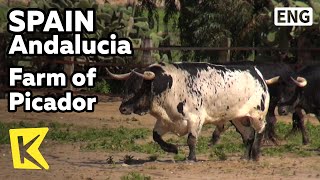 【K】Spain Travel-Andalucia[스페인 여행-안달루시아]황야의 무법자, 기마 투우사의 목장 /Farm of Picador/Bullfight/Bull