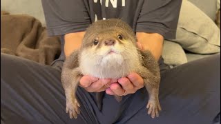 抱っこされたカワウソがやりたい放題される！ A cuddled otter gets to do whatever it wants!
