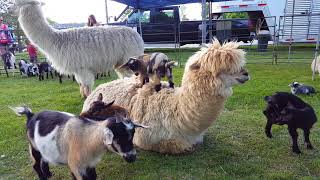 Baby goat riding an alpaca