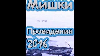 БЕЛЫЕ МЕДВЕДИ, БУХТА ПРОВИДЕНИЯ  2016 White Bears in Providence 2016