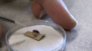 Une coccinelle esclave d'une guêpe
