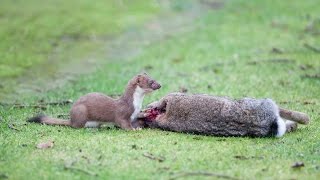 Stoat Hunts And Kills Rabbit - Best Fight Complication