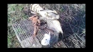 How to catch a Hawk to Hawkeye trap fishing