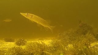 Что происходит под водой когда не клюет.Подводная съемка. Щука. Pike.Pike attacks.