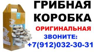 Грибная коробка (вешенка и шампиньоны) оригинальная (где купить? сколько стоит?)