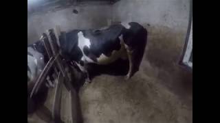 проблемы у дакоты...........
