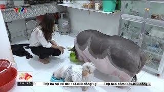 "Đắng lòng" mua heo cảnh mini nuôi một năm thành heo 180kg| VTV24