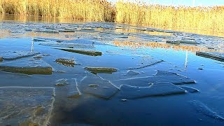 Зимняя охота на утку. Всё сковало льдом, а я охочусь! Много утки. Первый лёд.