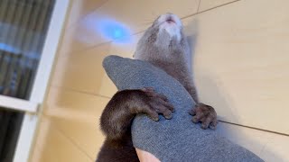足が好きすぎるカワウソに足ポキポキすると逃げていった！？ I did a certain thing to otter that liked feet too much and it ran away