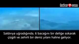 15 şekle giren deniz yaratığı! Çok şaşıracaksınız