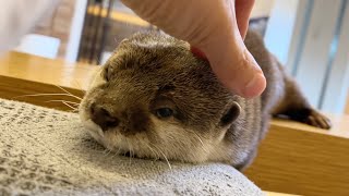 飼い主が犬猫カフェに行ったらカワウソに拗ねられてしまいました… I went to a dog and cat cafe and got sulked by an otter...