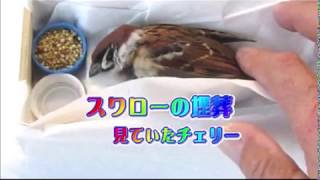 スワローの納棺を見届けたチェリー・～Sparrow Cherry was watching Swallow being placed in a coffin from above.