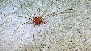 Deep Sea Spider Update from an Expert | Nautilus Live