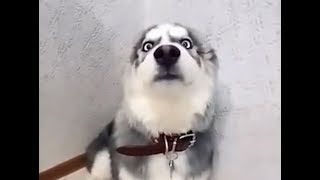 пёса хулиган