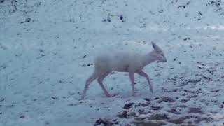 Albino Deer in Romania