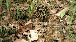Morel Mushroom timelapsed growth