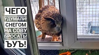 Сова Ёль уходит домой по правилам техники безопасности. Никакой ружи не будет!