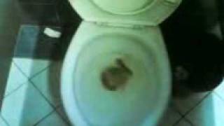 Toilet scandal