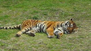 秋吉台サファリランドで動物と会ってきました！