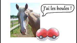 La Castration de mon Cheval : mon expérience !