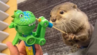 カワウソと勝負したらカワウソ強すぎ… I fought an otter and it was too strong...!