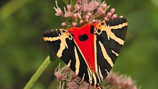 Ricky King♫♫ Butterfly♫♫