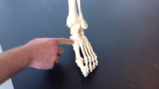 Tarsal Bones
