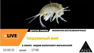 Детский эфир "Подземный мир" рубрики "Экология беспозвоночных"