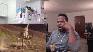 Lions Attempt To Take Down A Giraffe But Gets Stomped Instead REACTION!!!