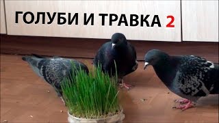 Голуби и травка 2