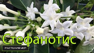 Цветы комнатные / Стефанотис или комнатный жасмин