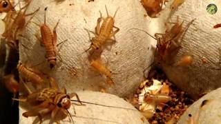 Сверчок домовой Acheta domesticus