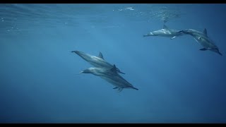ドルフィン＆ユー野生のイルカと泳ぐツアー