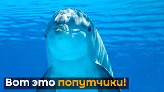 Вот это попутчики: посмотрите на прекрасных дельфинов, сопровождающих лодку
