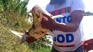 Fish hunting|| best fishing video|| kathla fish catching.