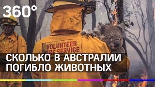 Не миллиард, а 30 тысяч коал? Сколько в Австралии погибло животных